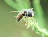 Paragus sp.